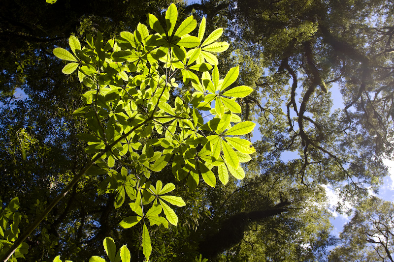 Sunlight Through Leaves